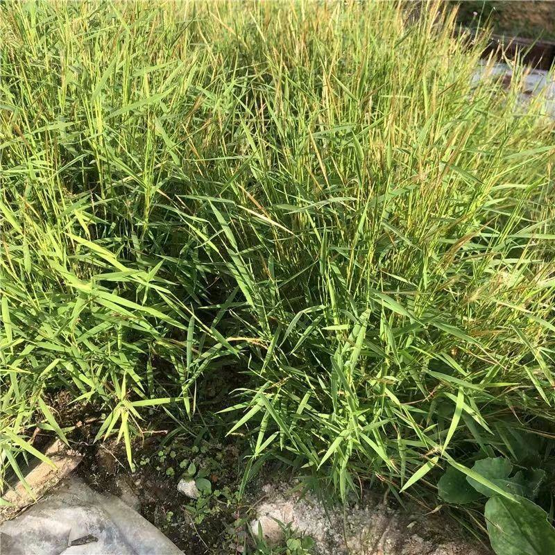 【金丝草】毛毛草一手货源价格实惠品质保证量大从优
