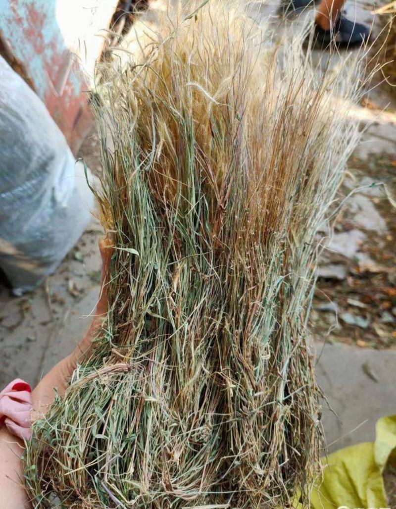 【金丝草】毛毛草一手货源价格实惠品质保证量大从优