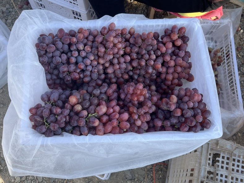 消费者在超市挑选克伦生葡萄