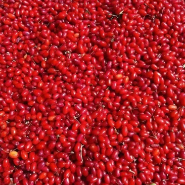 山茱萸