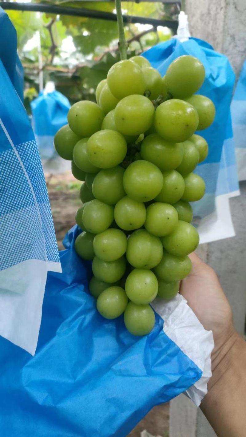 阳光玫瑰葡萄产地直供糖度高颗粒大穗饱满支持全国发货