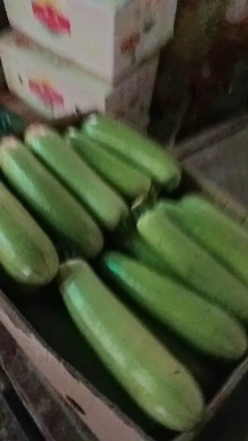 甘肃张掖大棚西葫芦大量有货货源充足欢迎联系