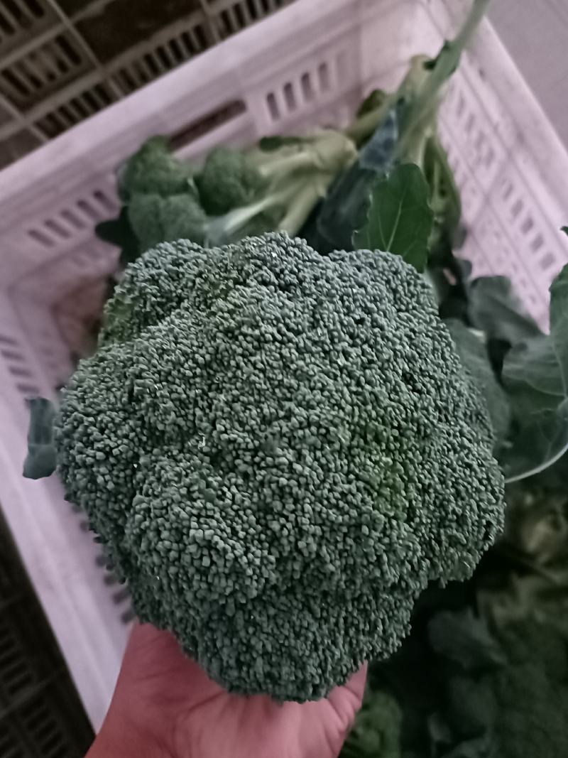 西兰花