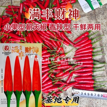 满丰财神小果椒中玉朝天椒种子香辣型干椒种子鲜红色辣椒