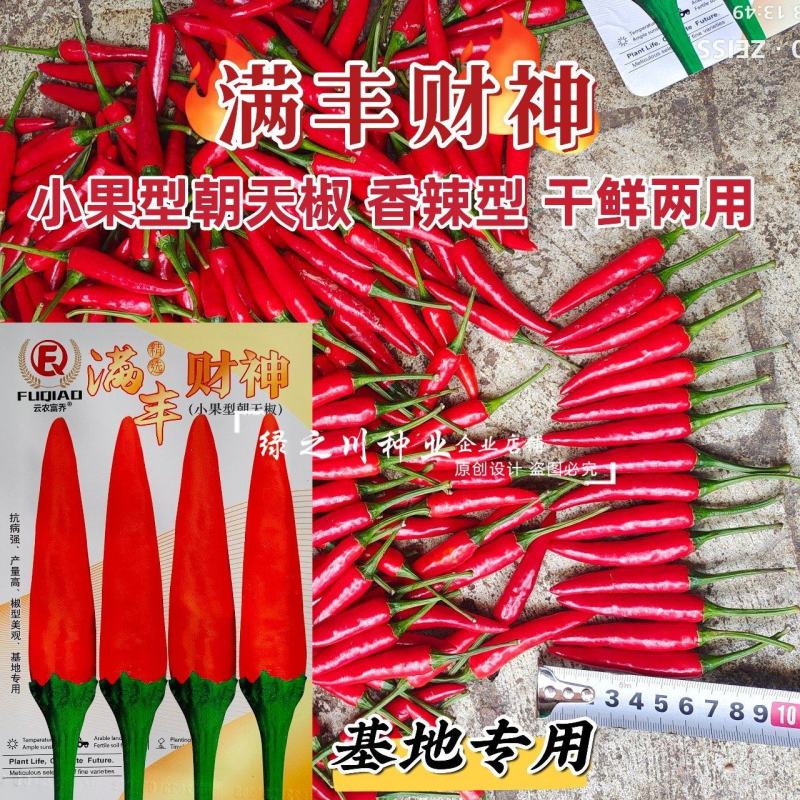 满丰财神小果椒中玉朝天椒种子香辣型干椒种子鲜红色辣椒