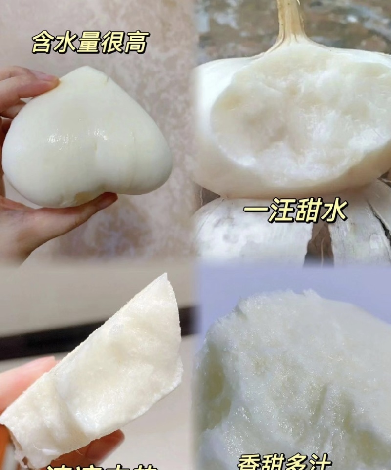 凉薯地萝卜长期供货可供各类市场质量保证诚信经营，