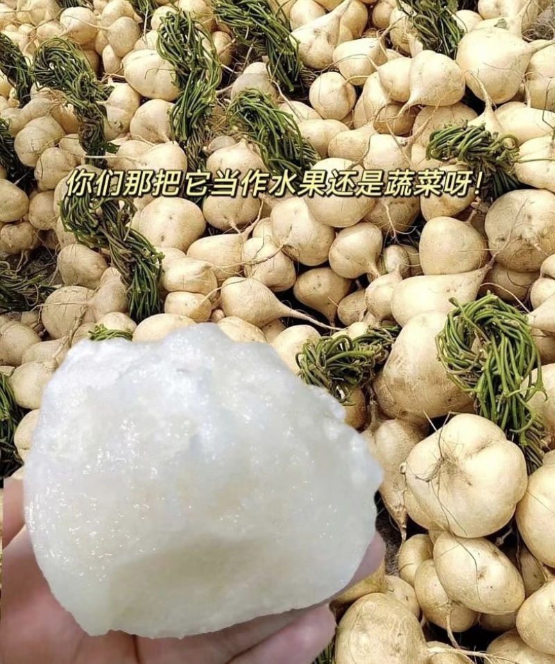 凉薯地萝卜长期供货可供各类市场质量保证诚信经营，