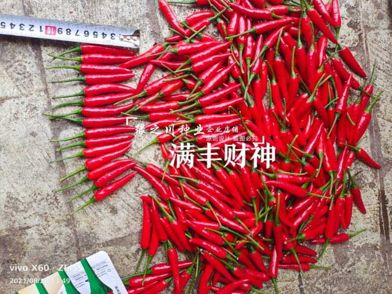满丰财神小果椒中玉朝天椒种子香辣型干椒种子鲜红色辣椒