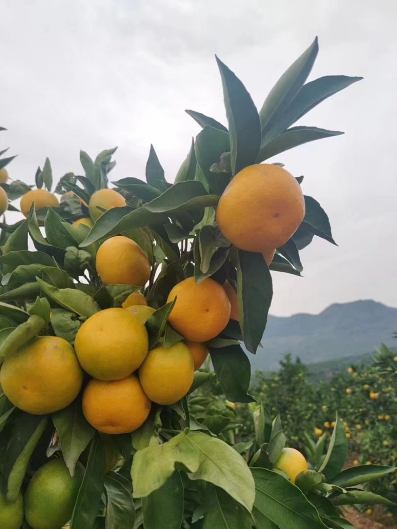 高山蜜橘产地直发一手货源保质保量发