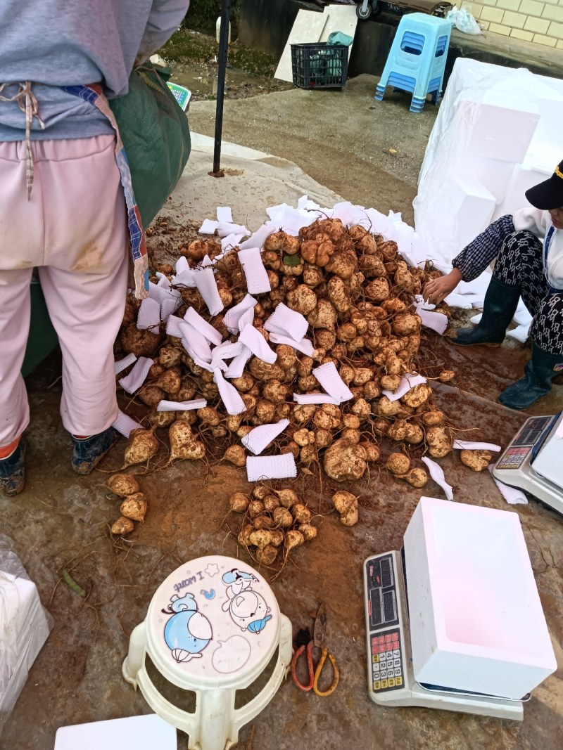 地萝卜冷暑