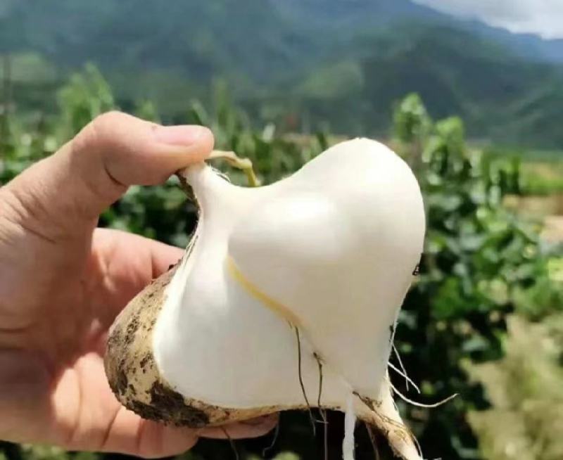 新鲜的凉薯，黄泥地生长，看上的老板赶快下单，迟了就被别的