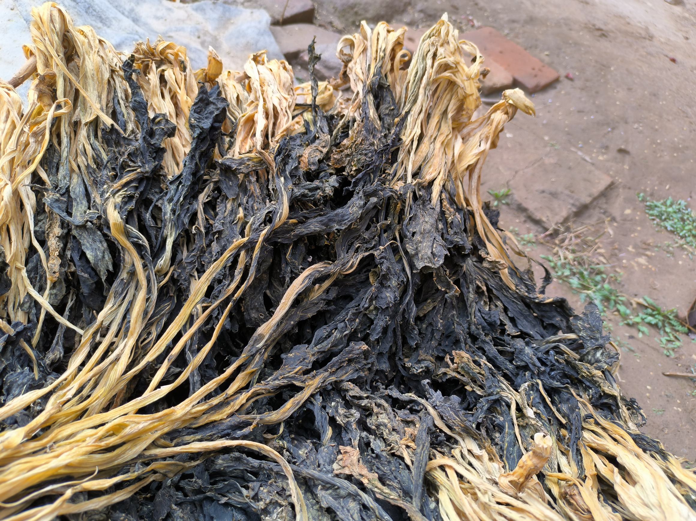 白菜被埋在干燥的沙土中,根部沾沙,排列整齐 沙藏保存白菜