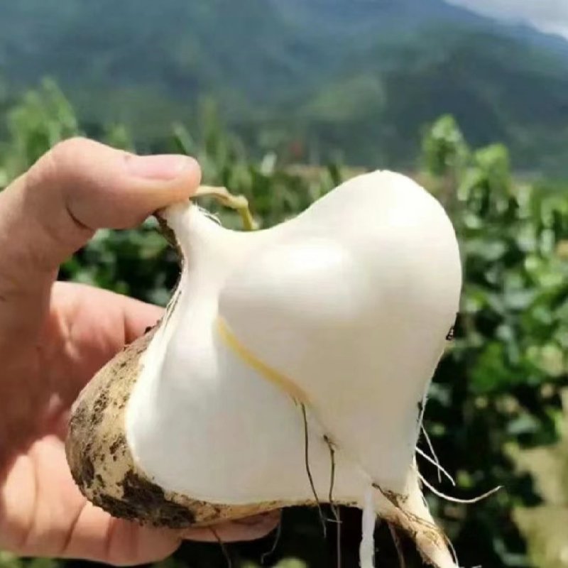 新鲜的凉薯，黄泥地生长，看上的老板赶快下单，迟了就被别的