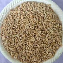 浮小麦，新货，无硫，无杂质，正品，质量保证，实拍现货