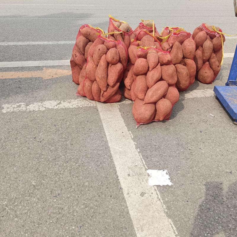 龙薯九号