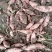 龙薯九号