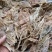 鱿鱼头，白净，新鲜肉质好，鱿鱼须口感好，爆炒