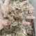 鱿鱼头，白净，新鲜肉质好，鱿鱼须口感好，爆炒