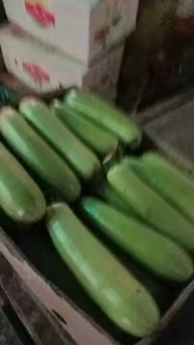 甘肃张掖大棚西葫芦大量有货货源充足欢迎联系