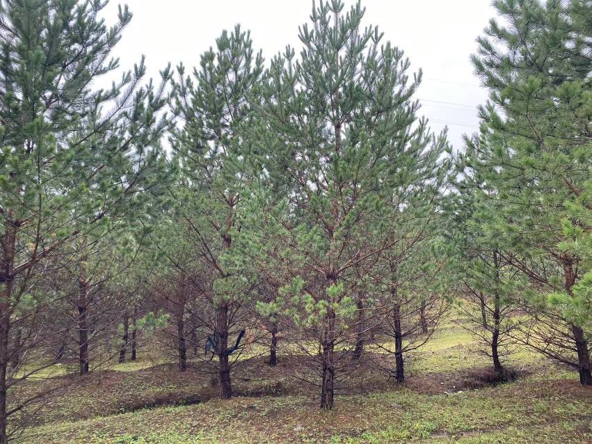 油松与樟子松外形对比图