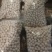 精品干鸡头米芡实米大量上市品质保证产地直发