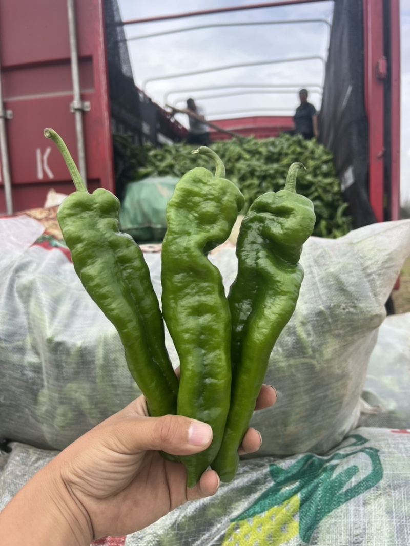 301辣椒，301大椒，薄皮椒，薄皮大椒，大棚辣椒