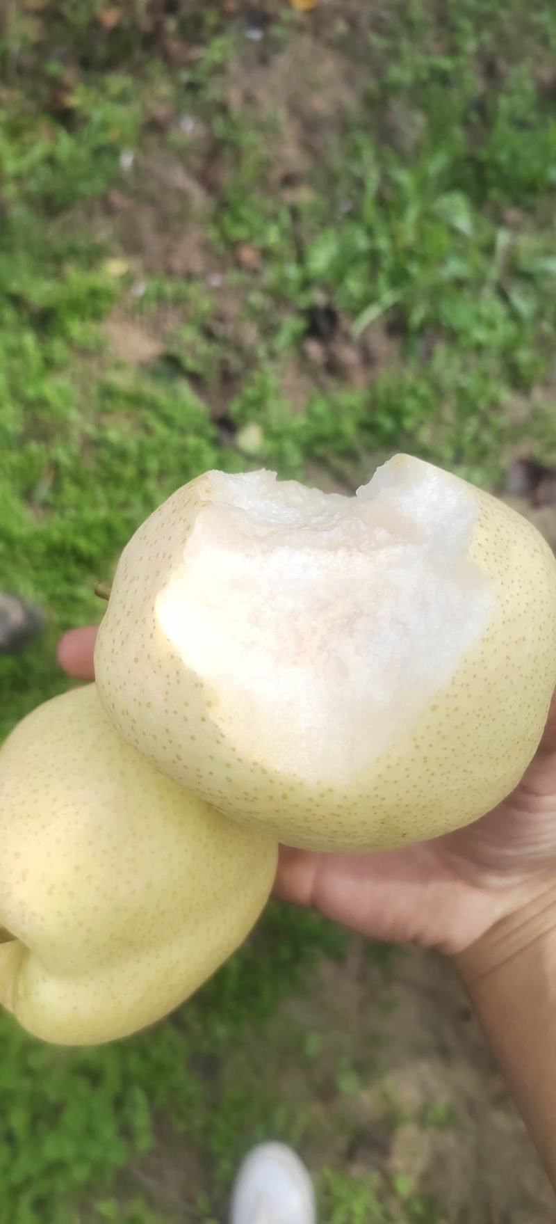纸袋贡梨，皮薄肉细无渣，个头均匀