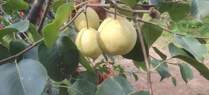 纸袋贡梨，皮薄肉细无渣，个头均匀