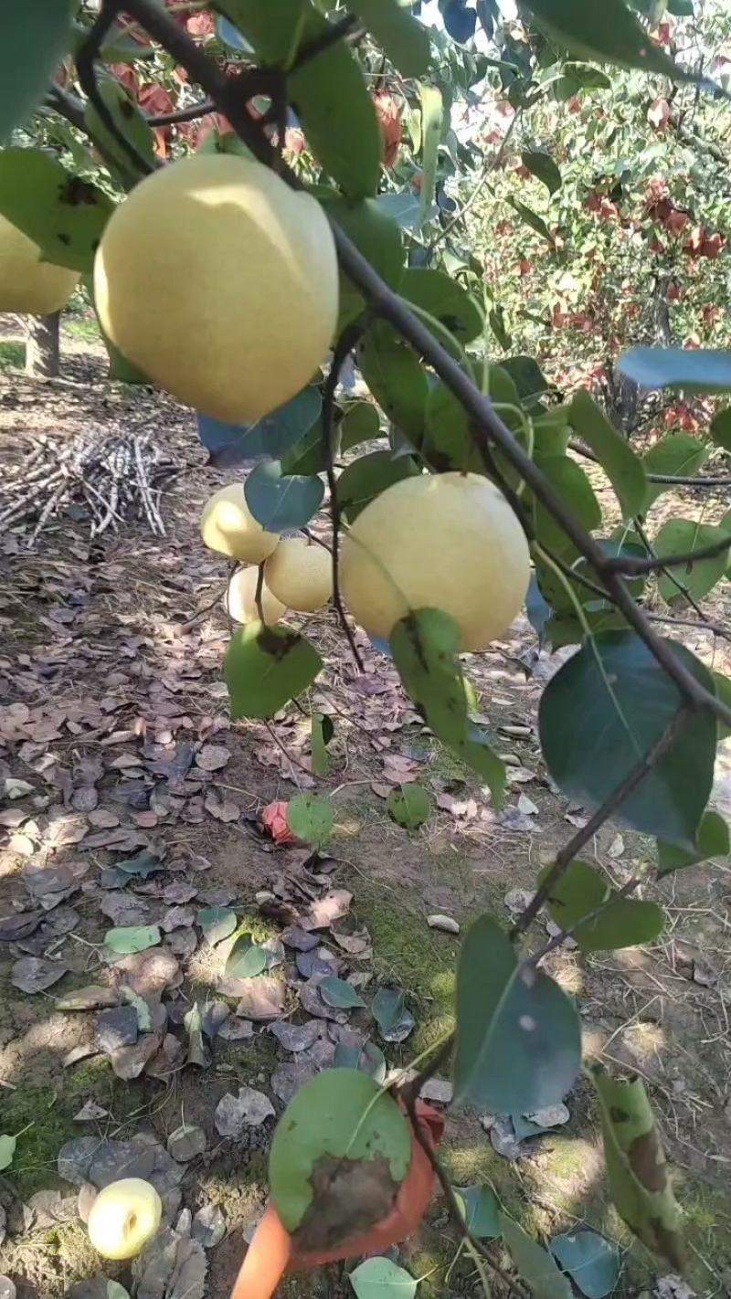 纸袋贡梨，皮薄肉细无渣，个头均匀