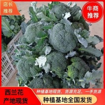 河北乐亭西蓝花甘蓝品质严控产地直供欢迎电话咨询