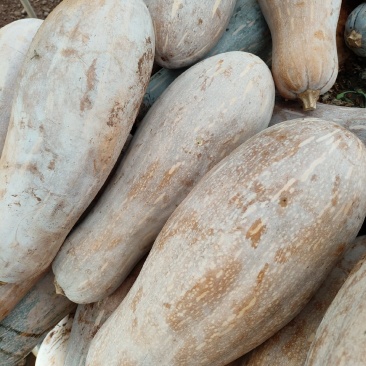 蜜本南瓜量大从优，请联系
