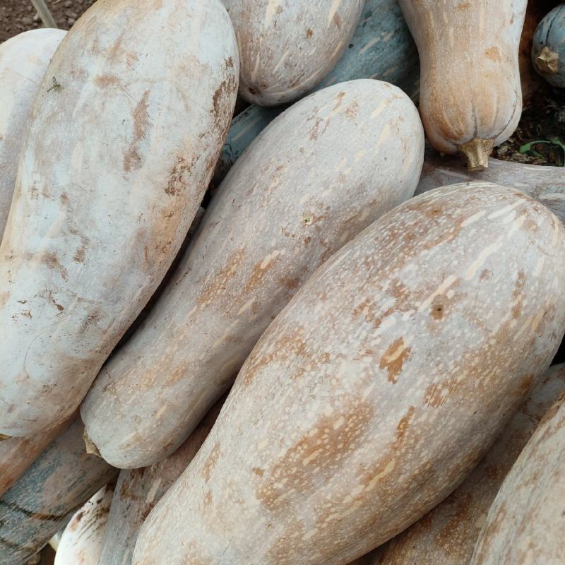 蜜本南瓜量大从优，请联系