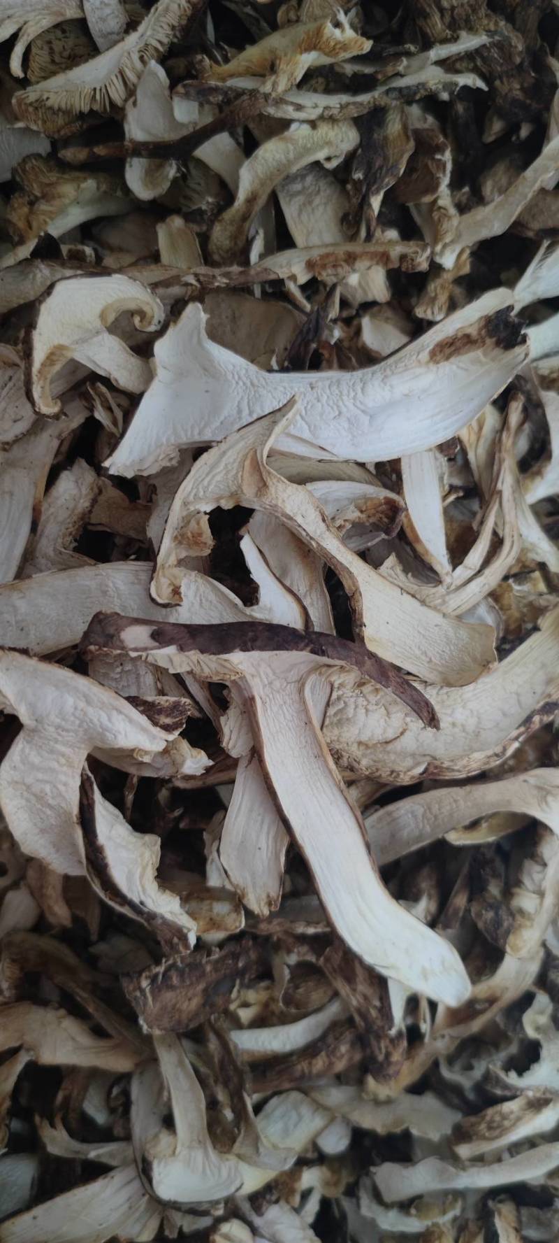 香格里拉野生松茸干片