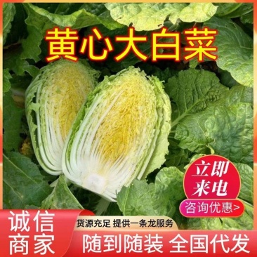 河北黄心大白菜，玉田白菜，一手货源，实力代办欢迎来电采购