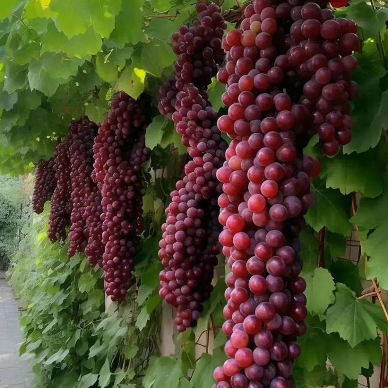 香瓜，白菜，红黄元葱，胡萝卜，水果萝卜，青菜，土豆，窝瓜