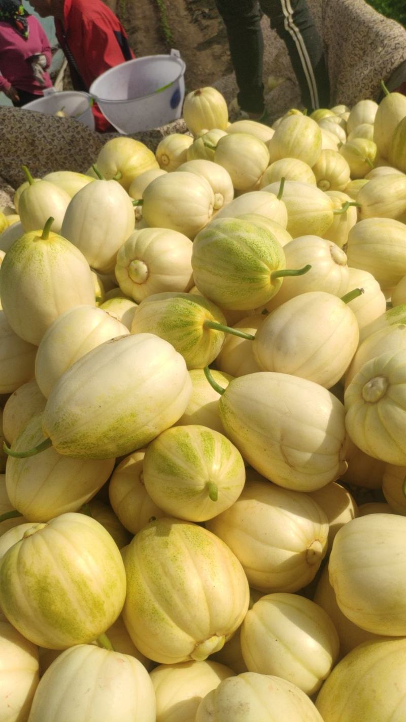 香瓜，白菜，红黄元葱，胡萝卜，水果萝卜，青菜，土豆，窝瓜