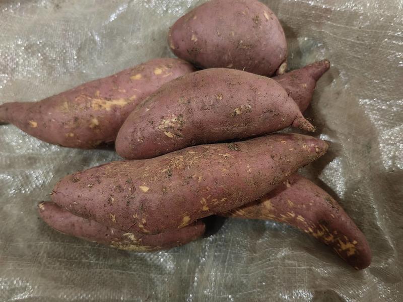 安徽滁州精品303红薯，品质保证支持视频看货，欢迎选购