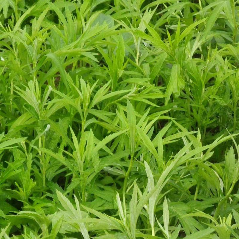 精品推荐【芦蒿】现摘现发货源充足产地直销欢迎来电