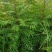 豫周口市太康县广友园林黄连木专业种植合作社