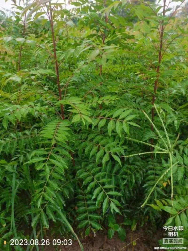 豫周口市太康县广友园林黄连木专业种植合作社