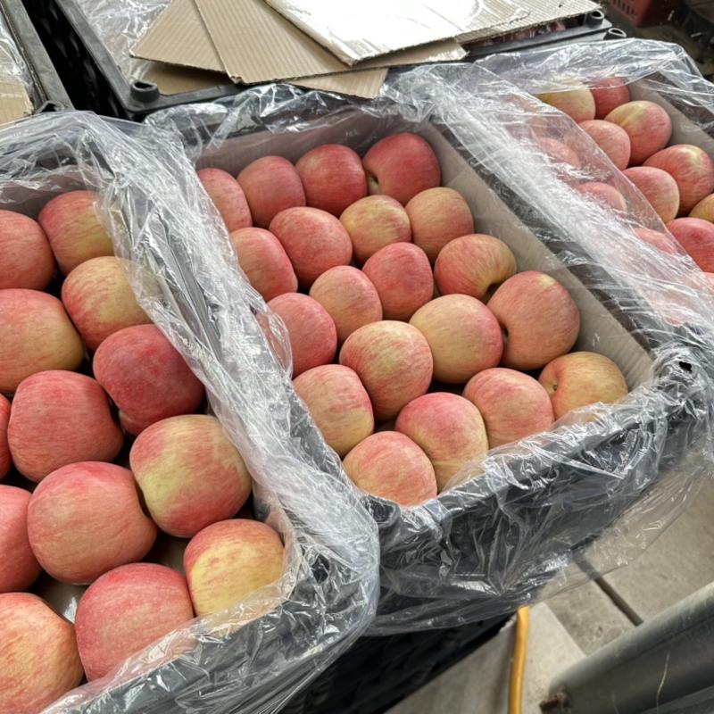 《苹果》山东红富士苹果产地，膜袋/纸袋现采现摘全国发货
