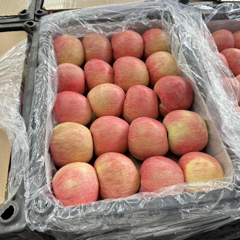 《苹果》山东红富士苹果产地，膜袋/纸袋现采现摘全国发货