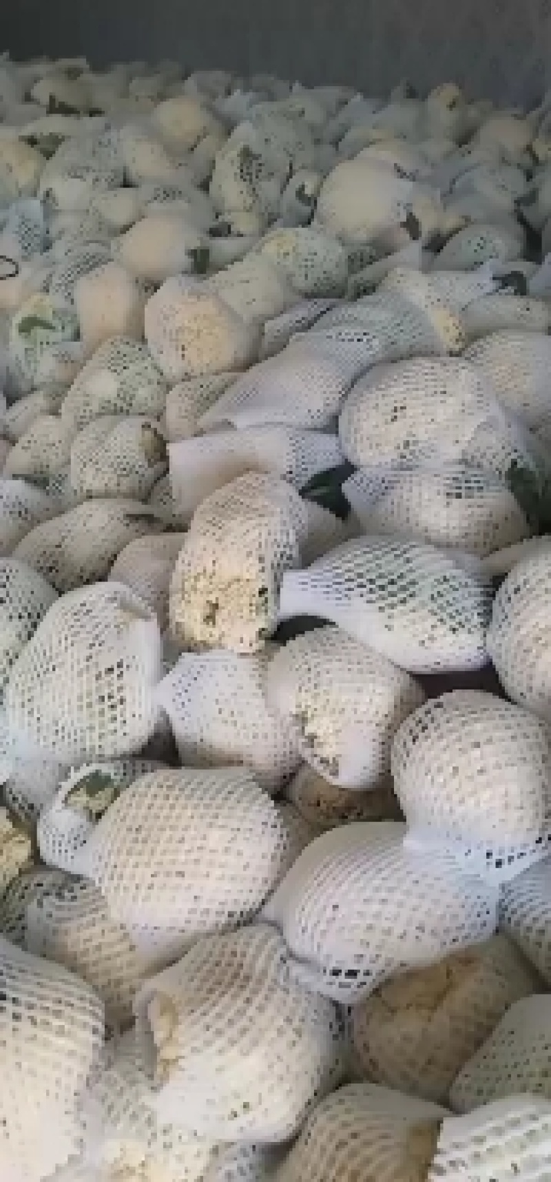 松花菜湖北菜花货量充足价格真实市场直供视频看货