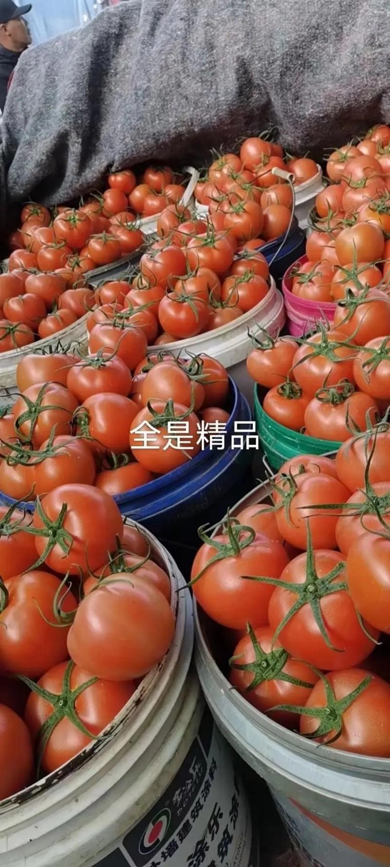 【大红西红柿】山东优质西红柿大量供应对接各大市场电商