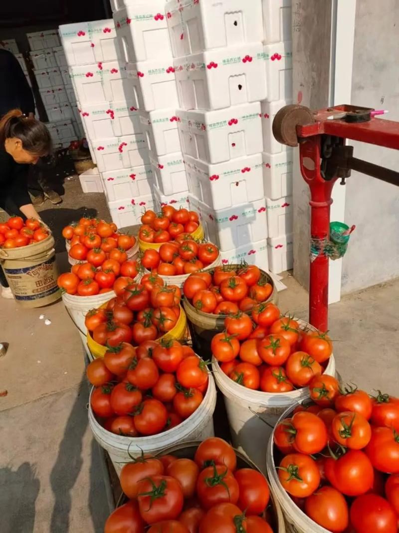 【西红柿】山东大红西红柿大量供应产地直发品质保证
