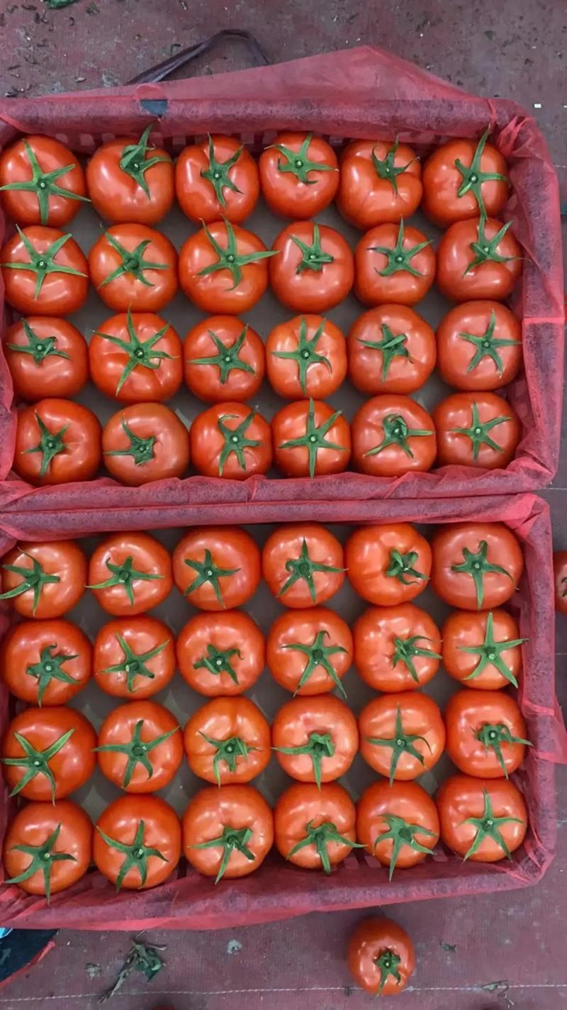 【西红柿】山东大红西红柿大量供应产地直发品质保证