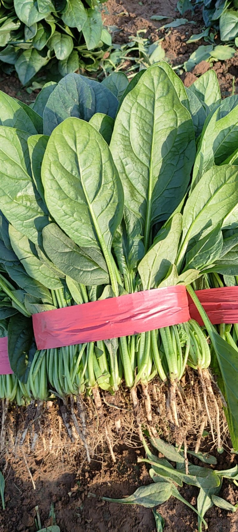 河北邯郸精品大叶菠菜大量上市、供商超档口、全国发货