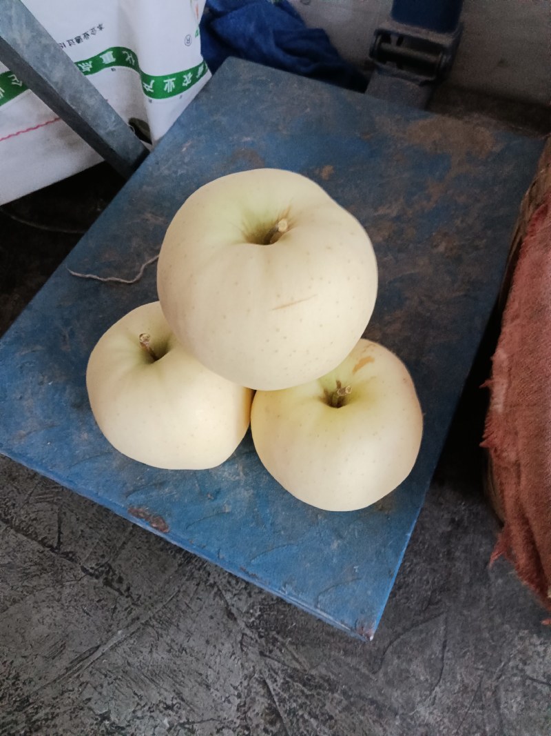 甘肃花牛，富士