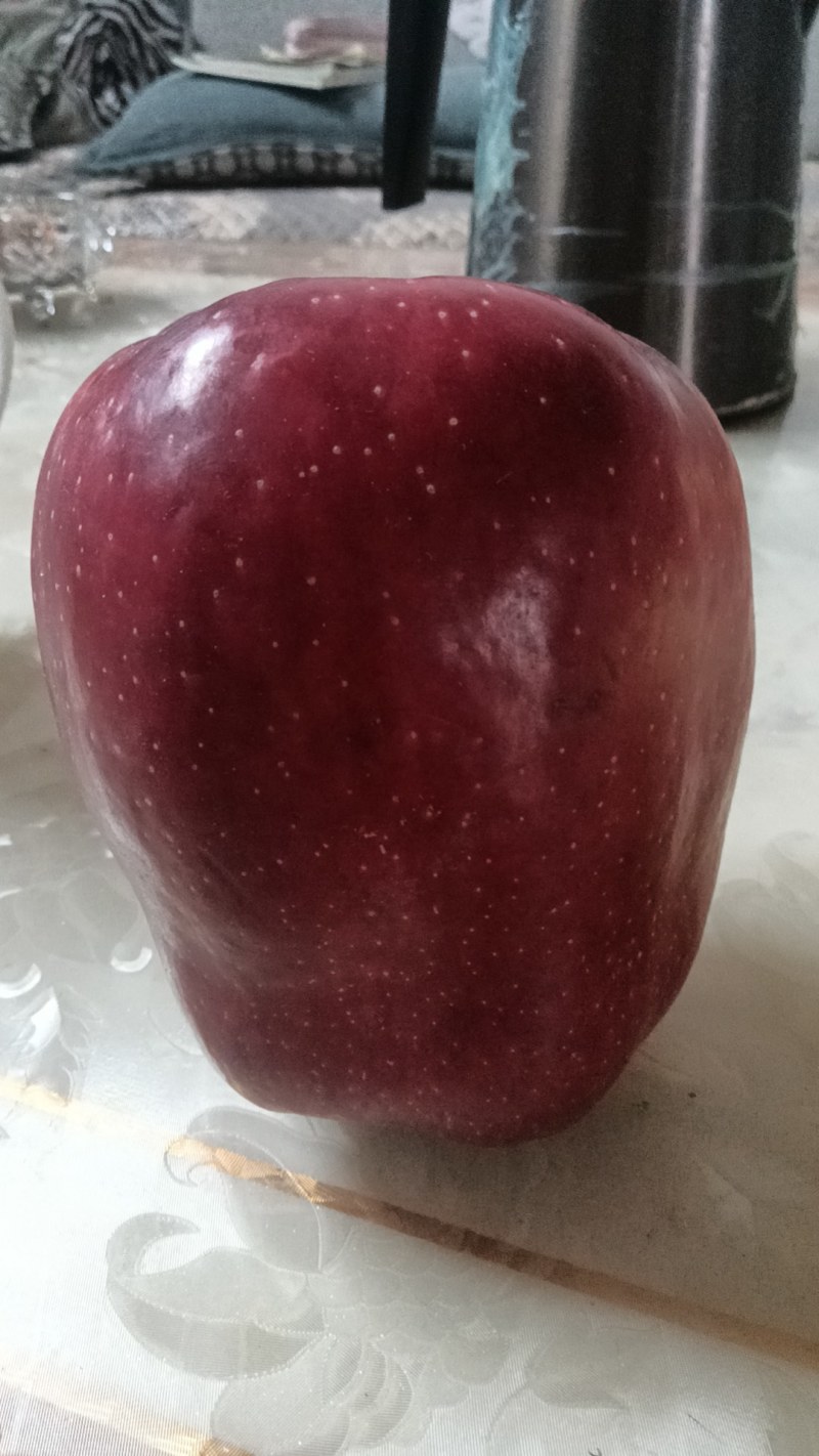 甘肃花牛，富士