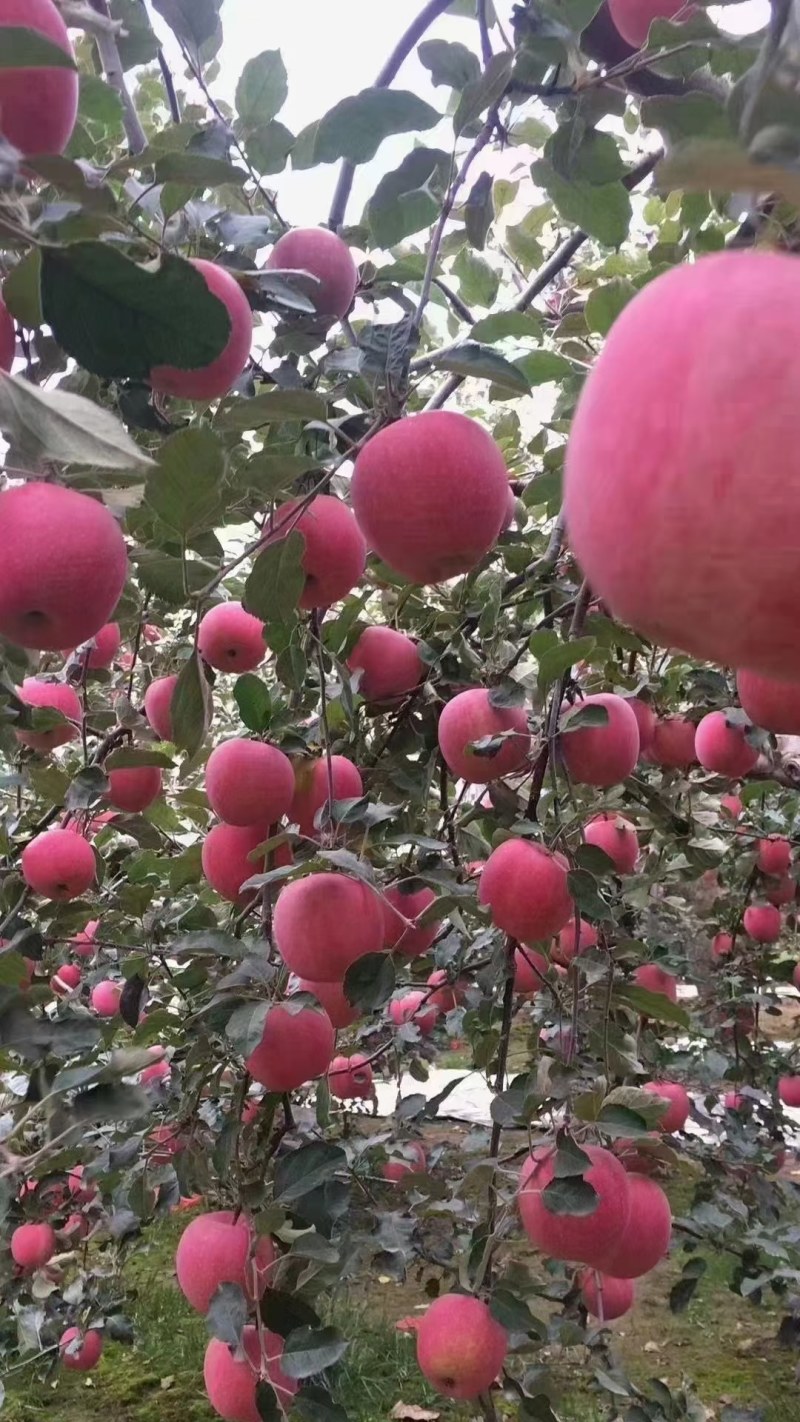 甘肃花牛，富士